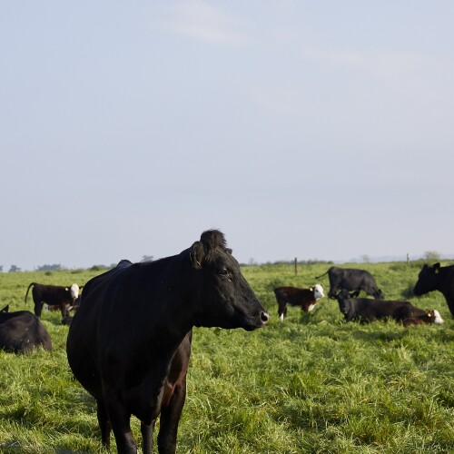 Cows in a field Leckford Estate