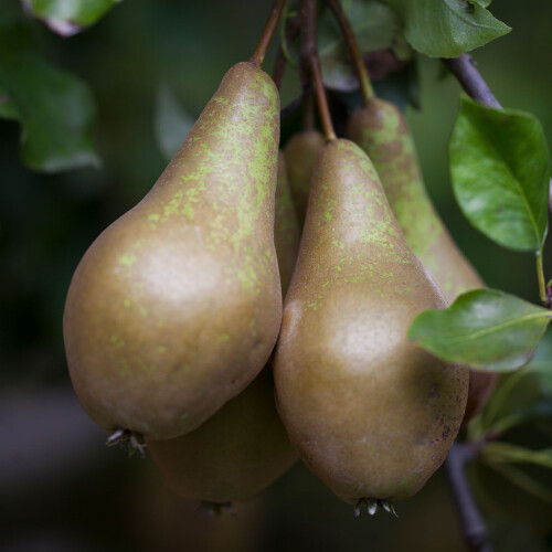 Waitrose & Partners pears