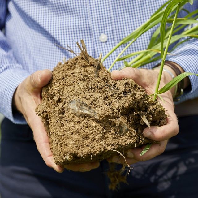 person holding plant with soil and roots