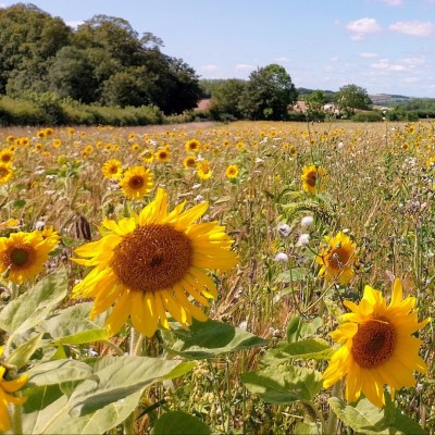 sunflowers in a field