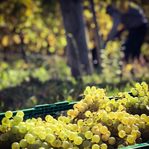 grapes in the vineyard