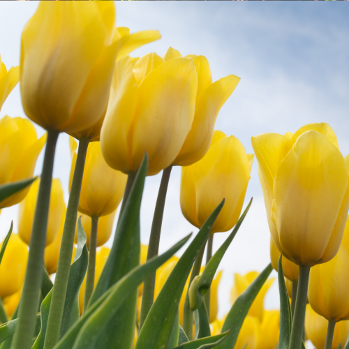 yellow tulips