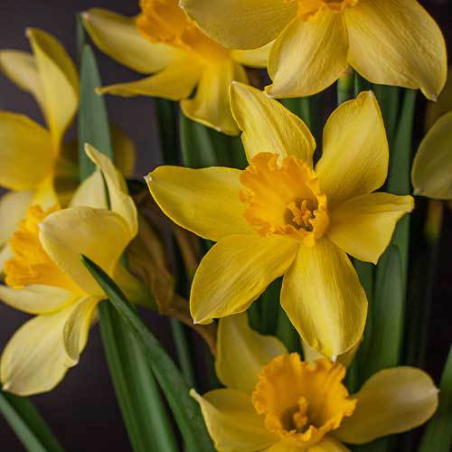 The Daffodil: Meanings, Images & Insights