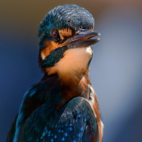 Kingfisher Longstock Park Water Garden