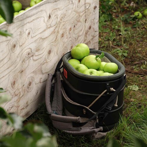Handpicked leckford estate apples