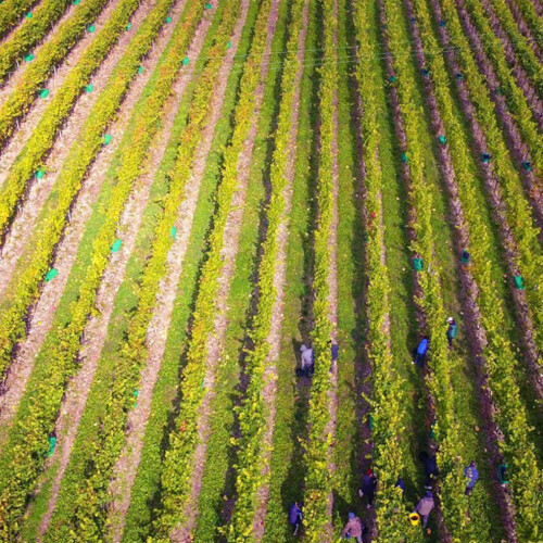 Waitrose & Partners Farm