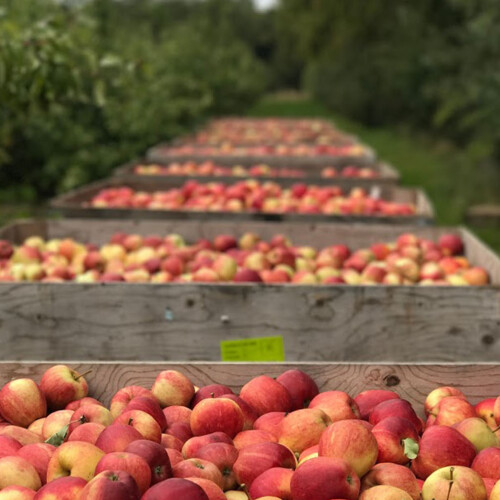 apples from Longstock Park farm shop