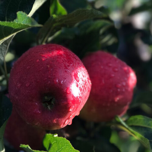 Leckford apples