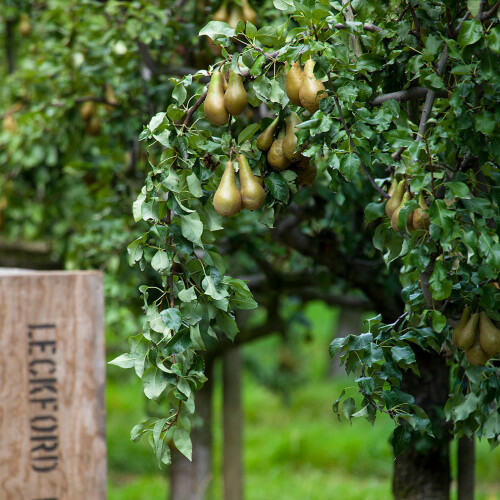 Leckford estate pears