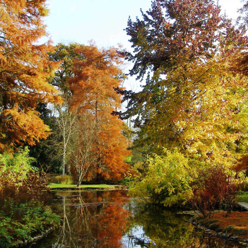 autumn trees over pond