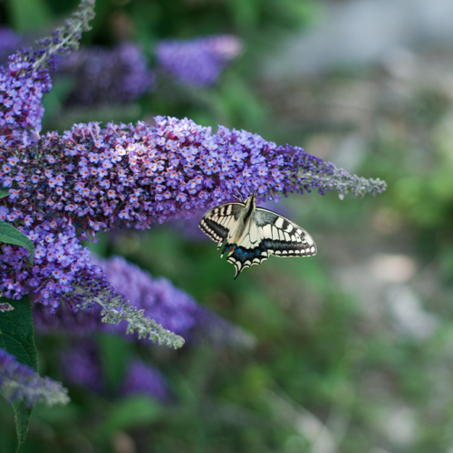 Leckford Estate buddleja 