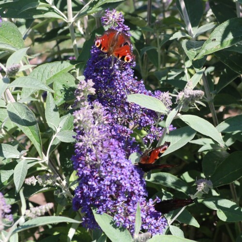 Butterfly of purple Buddljea flower
