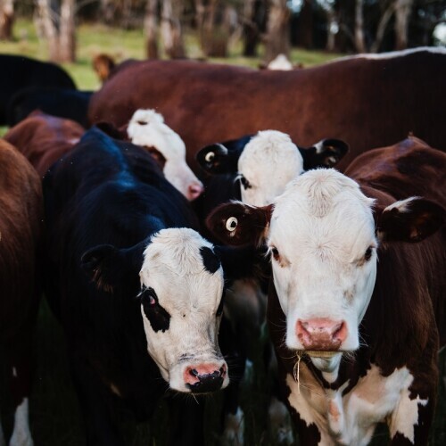 Cows faces in a herd