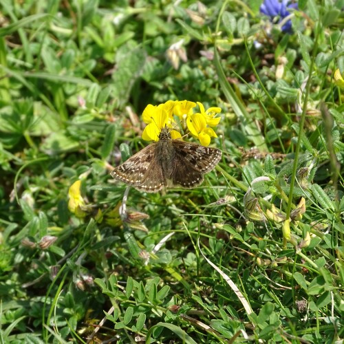 A butterfly on a wild flower
