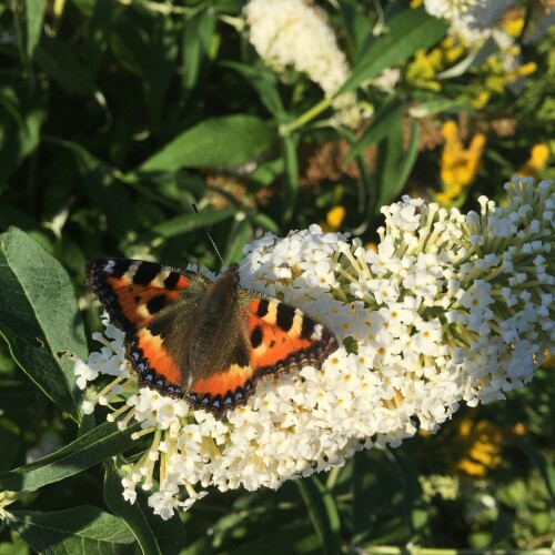 Butterfly on a white Buddleja flower