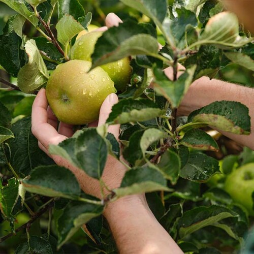 Fruit trees Longstock Park Nursery