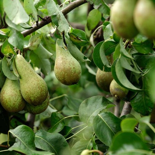Growing pear trees Longstock Park Nursery