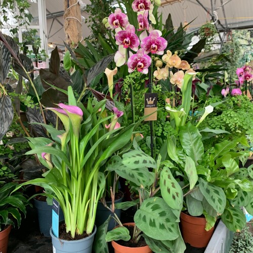 Pink Houseplants