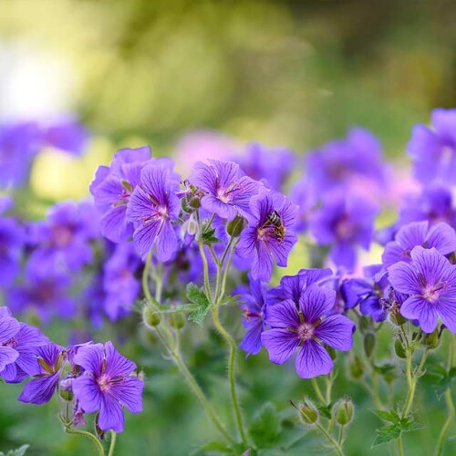 close up of vibrant purple perennials