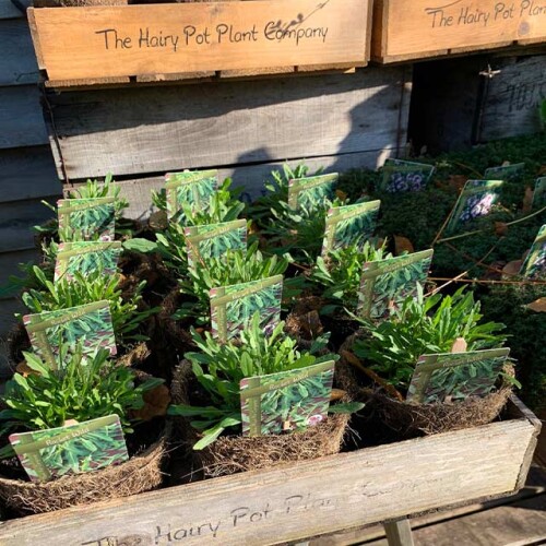 The Hairy Pot Plant Co at Leckford Estate