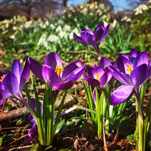 purple crocus