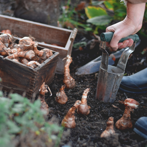 planting spring bulbs
