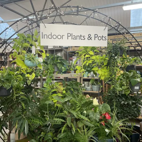 Indoor plants and pots display