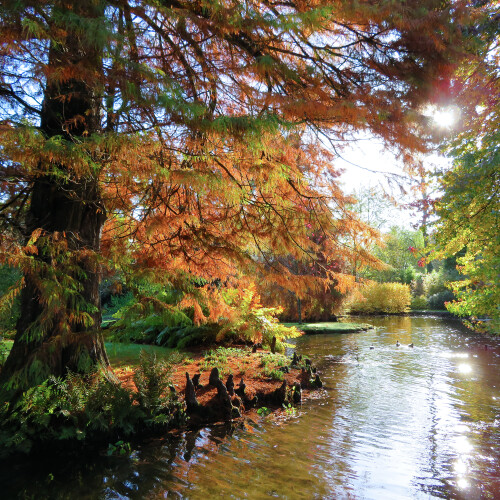 Swamp Cypress Longstock Park Water Garden