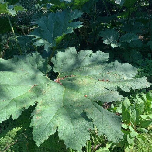 Gunnera at Longstock Park Water Garden