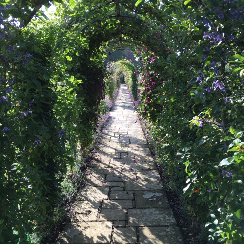 Clematis growing through an archway