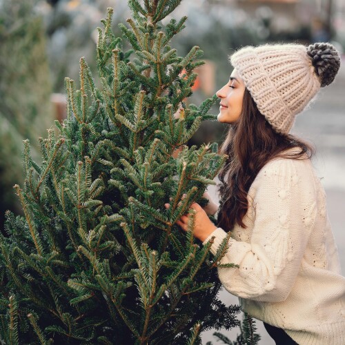 christmas trees at leckford estate