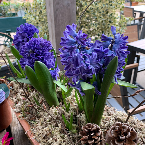 Hyacinth Bulbs