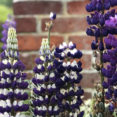 Purple and white lupins