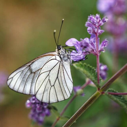 white butterfly landing on purple flower