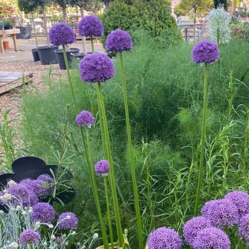 Flower display