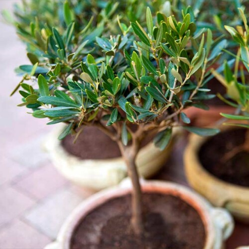 Olive tree in terracotta pot