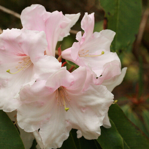 Pink Rhododendrons at Longstock Park Water Garden, Hampshire