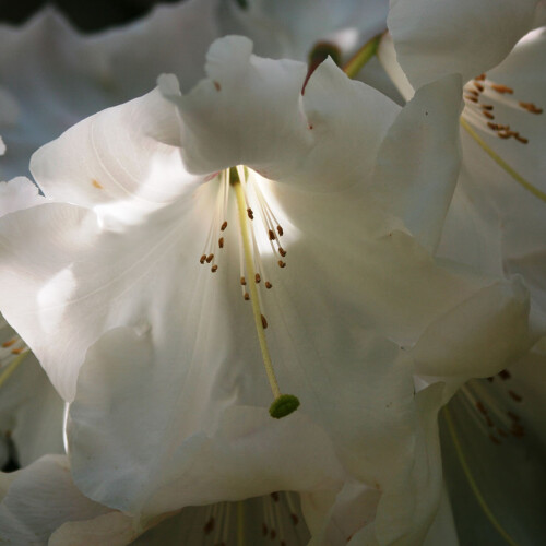 White Rhododendrons at Longstock Park Water Garden, Hampshire