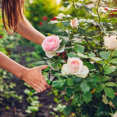 Woman trimming rose bush