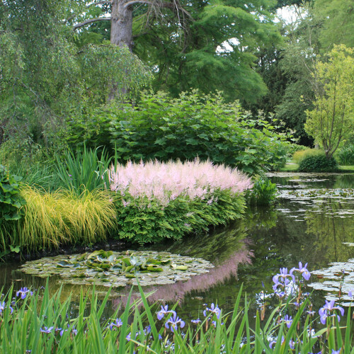 water lilies through purple flowers