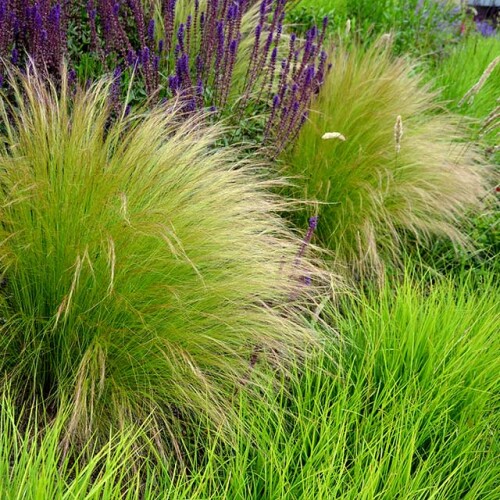 various natural grasses scattered among purple flowers