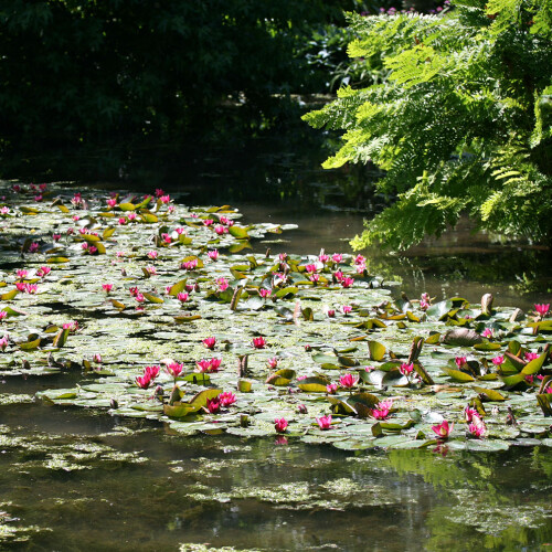Water lilies on large pond with pink flowers