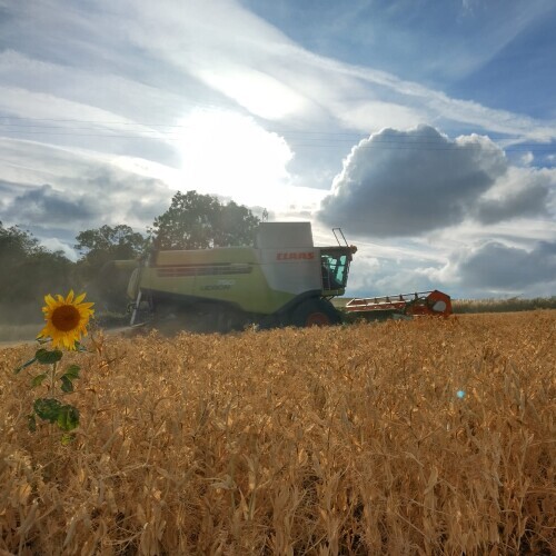 A combine harvester harvesting a crop