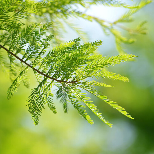 Swamp Cypress at Longstock Park Water Garden, Hampshire