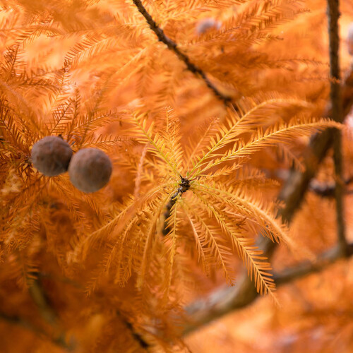 Swamp Cypress at Longstock Park Water Garden, Hampshire