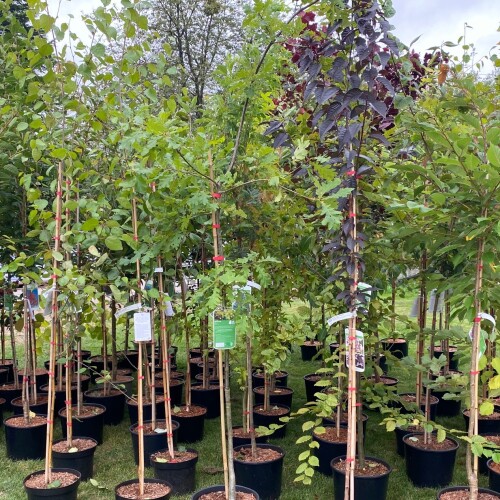 Trees at Longstock Park Nursery