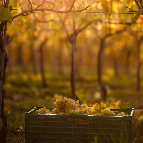 Leckford Estate Vineyard 