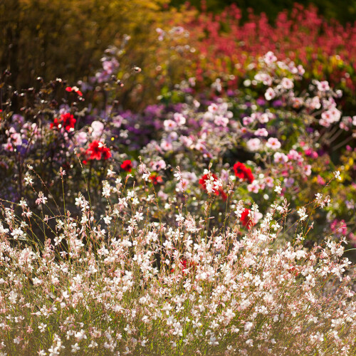 Wildflowers longstock park walled garden