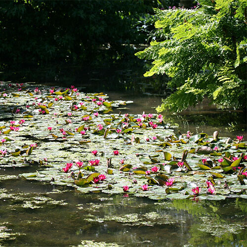 Water lilies with pink flowers