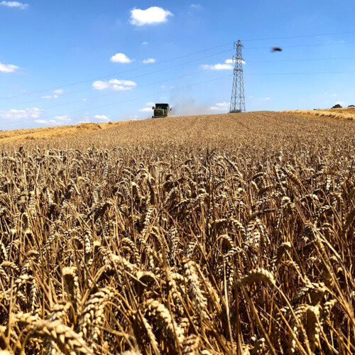 Waitrose & Partners harvest 